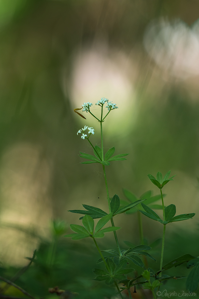 Waldmeister