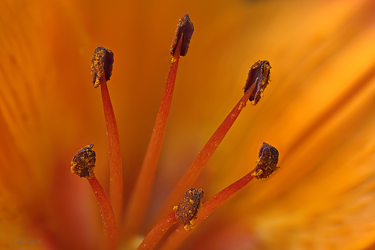 Staubgefäße mit Pollen