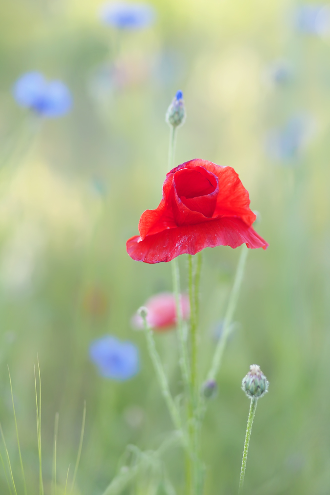 Edel wie eine Rose....