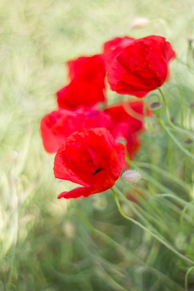 Mohnblumen mal anders (Forum für Naturfotografen)