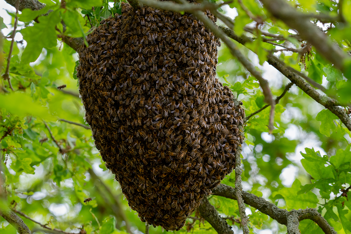 Bienenvolk