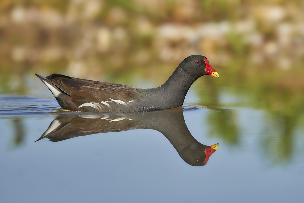 Der frühe Vogel