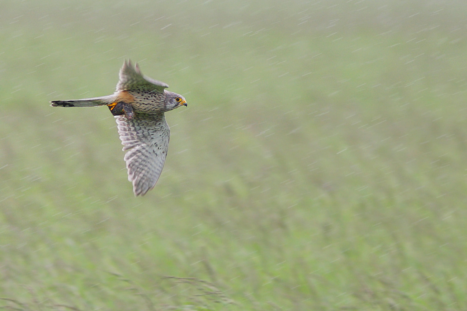 Jagd beim Regen