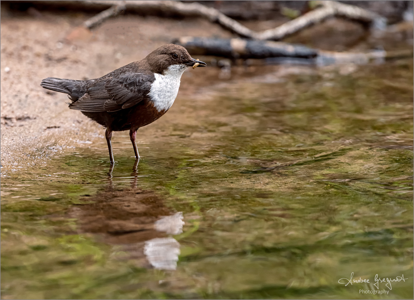 Wasseramsel