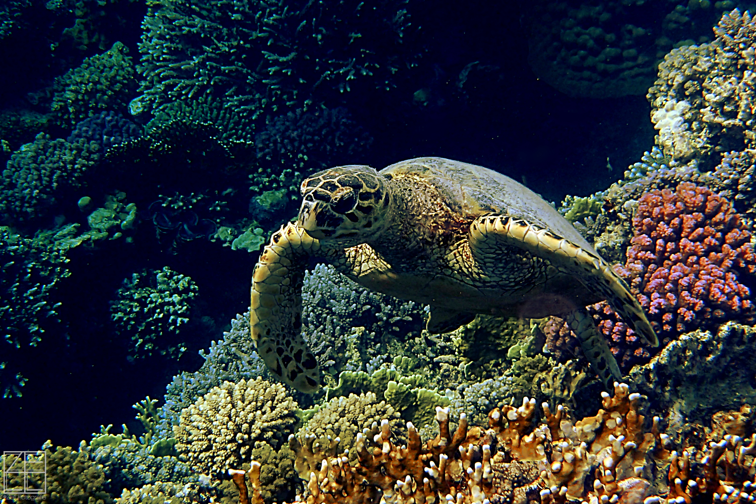 Karettschildkröte