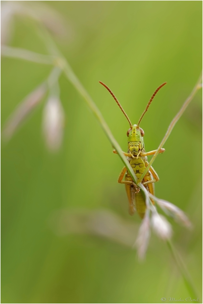 Bunter Grashüpfer (Omocestus viridulus)