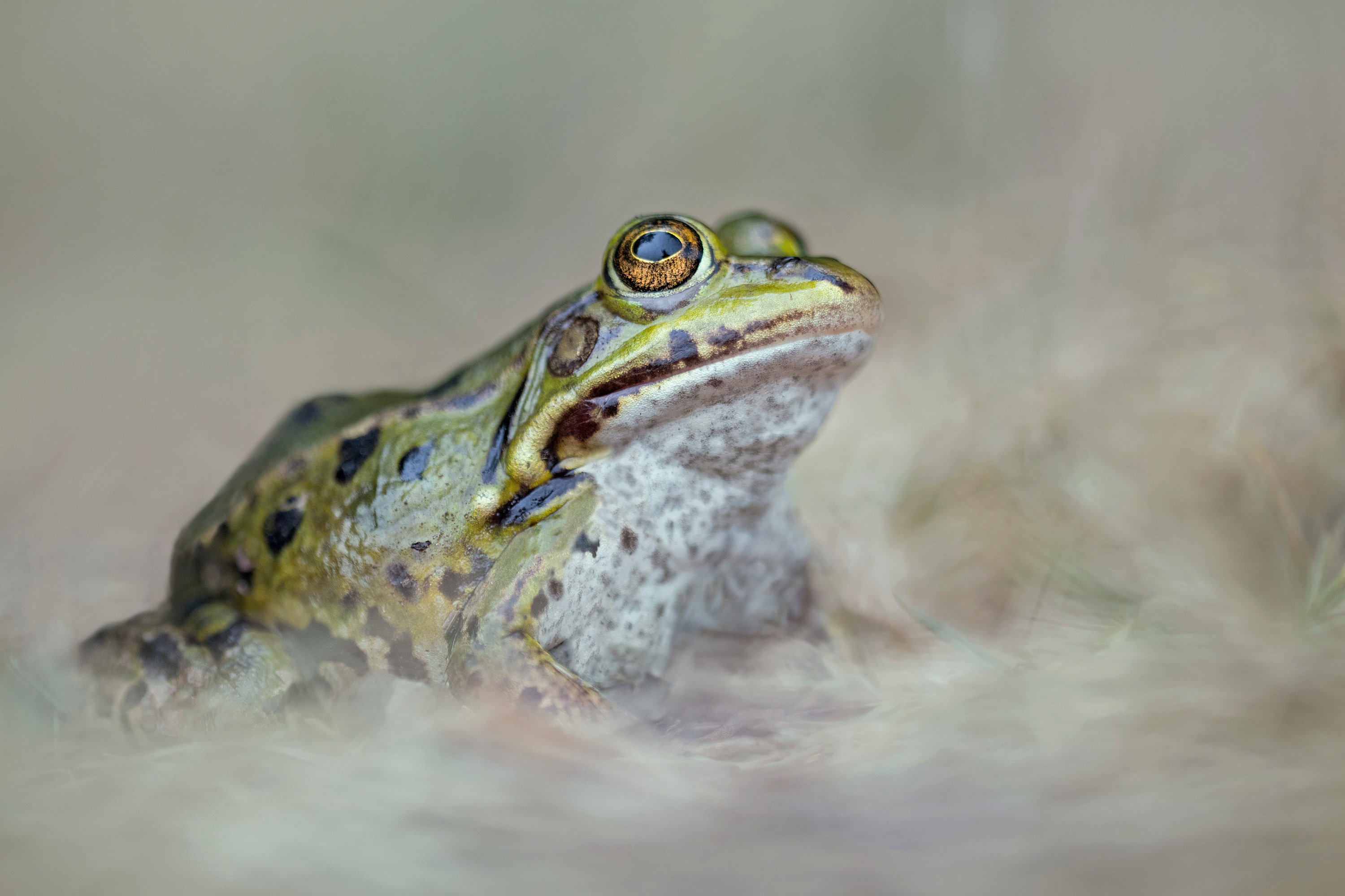 Grünfrosch ll