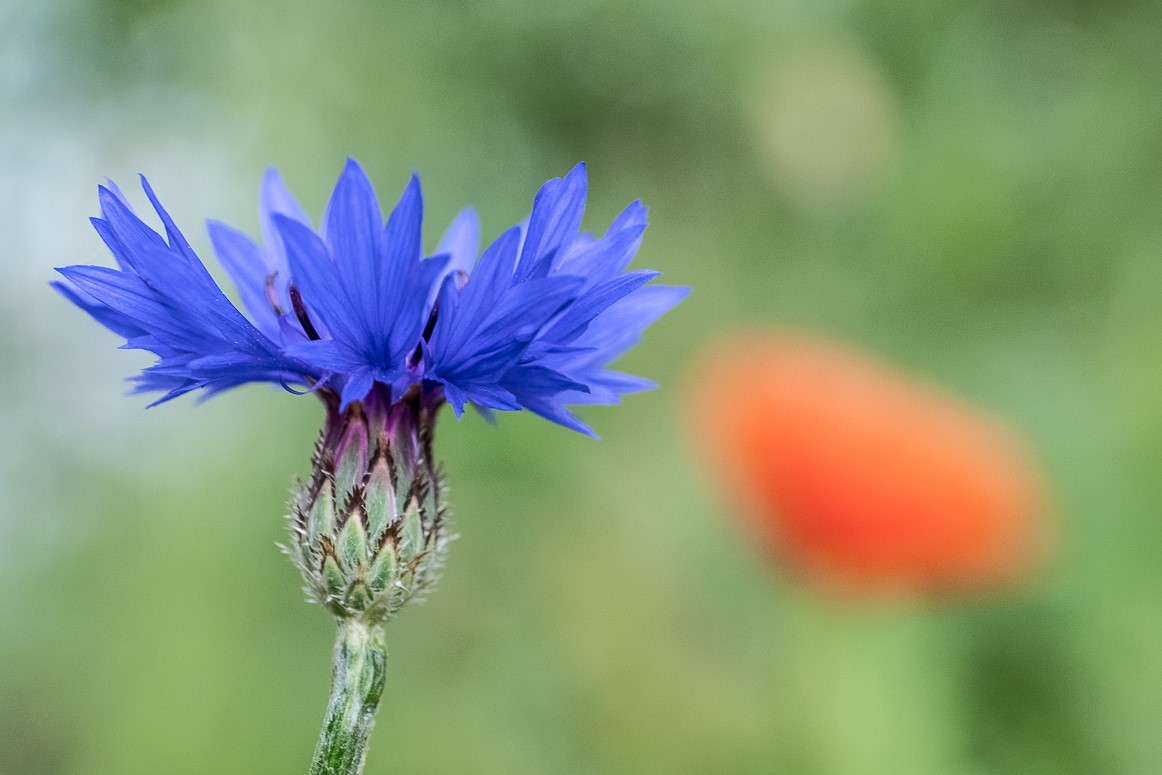 Kornnblume
