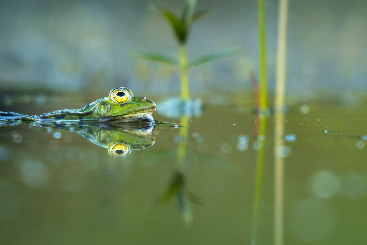 Ein Grünfrosch