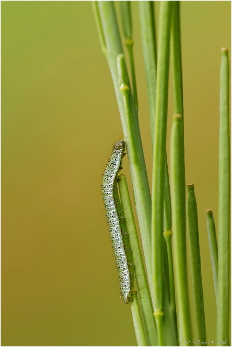 Raupe des Aurorafalters (Anthocharis cardamines)