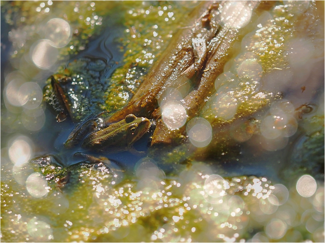 in einem kleinen Teich saß ein kleiner Frosch