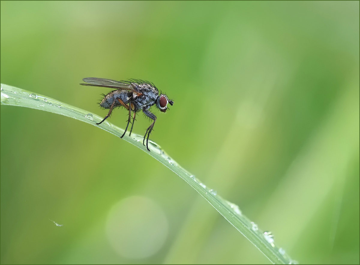 *Fliege im grünen Umfeld*