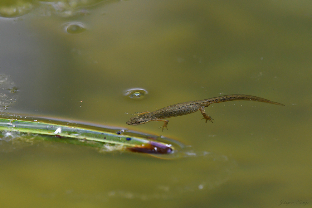Teichmolch ♀