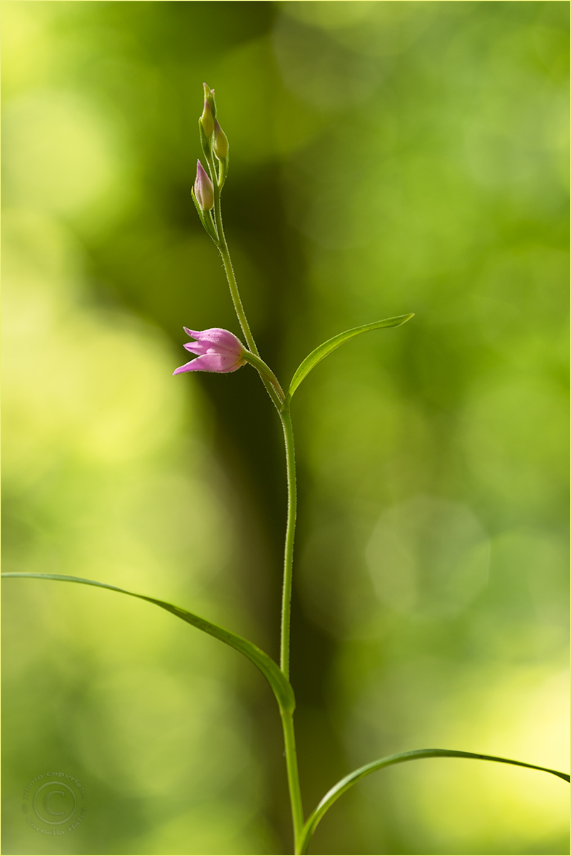 Rotes Waldvögelein (Cephalanthera rubra)