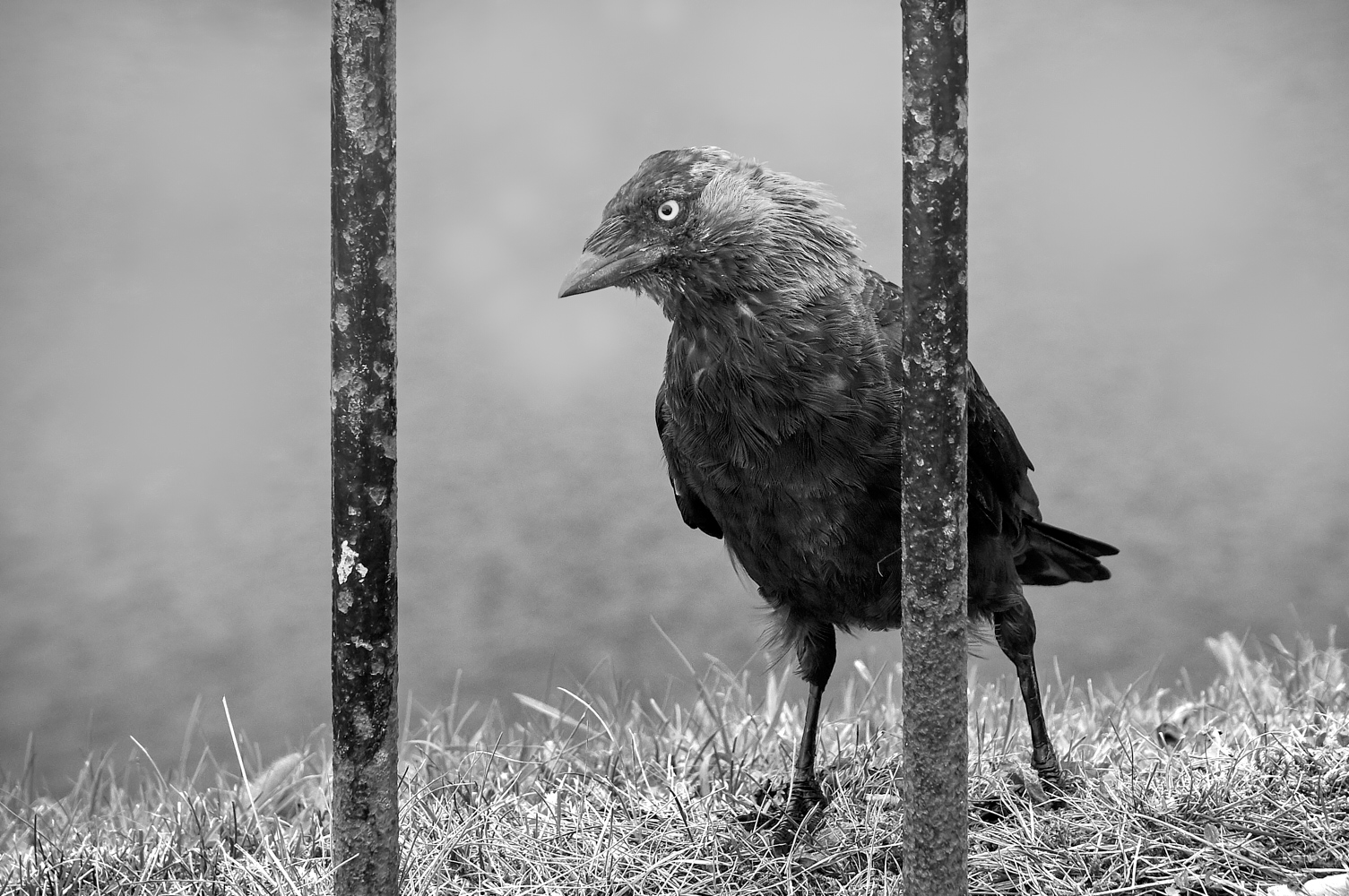 Hinter Gittern