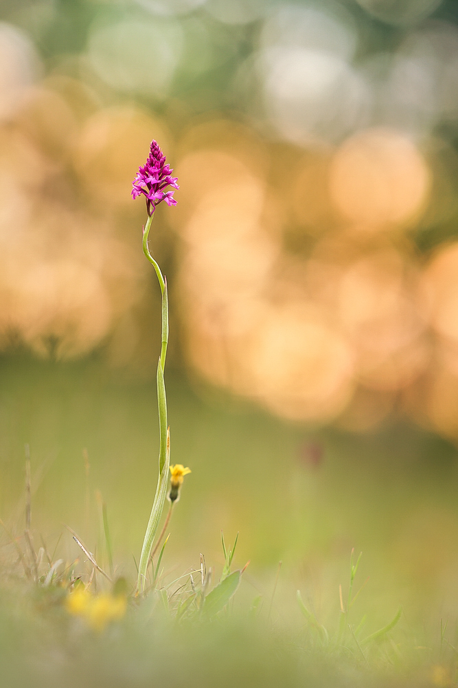 Eine Pyramidenorchis