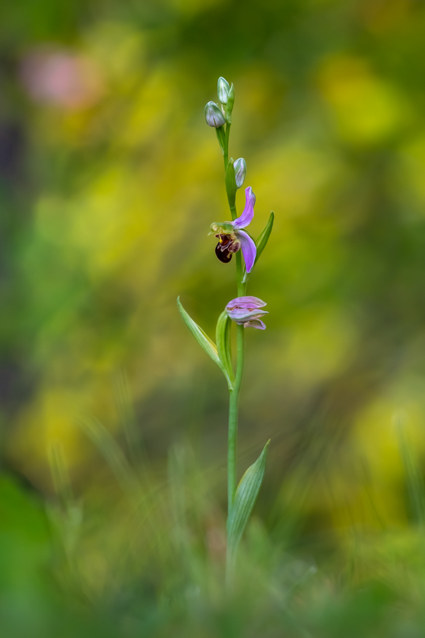 Bienen-Ragwurz in den Abendstunden