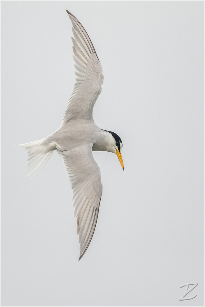 Zwergseeschwalbe (Little tern)