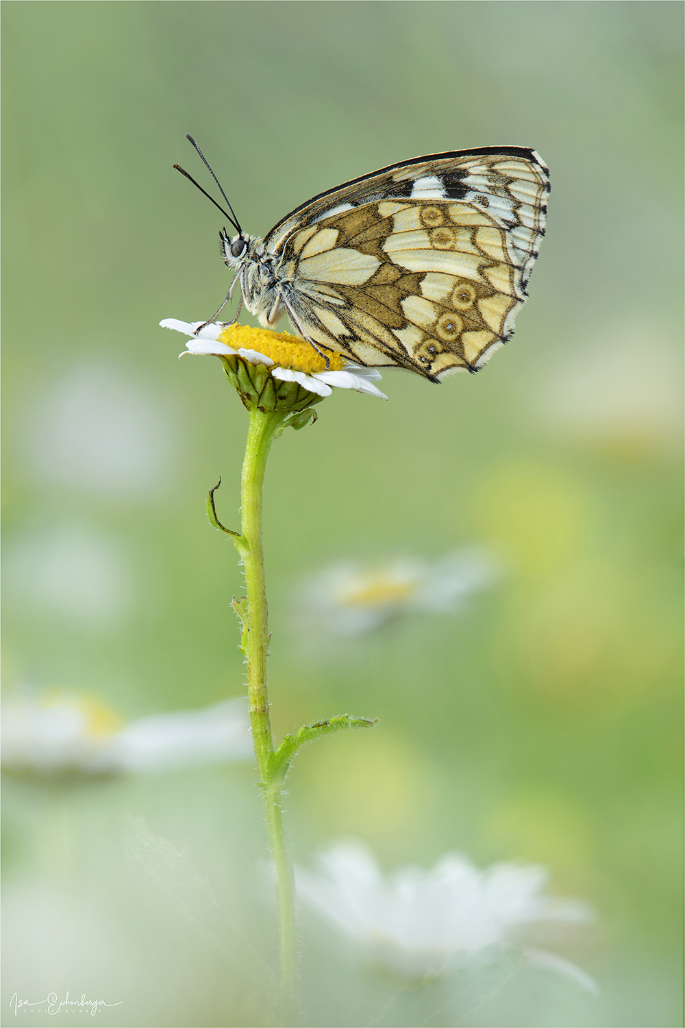 Weiblicher Schachbrettfalter