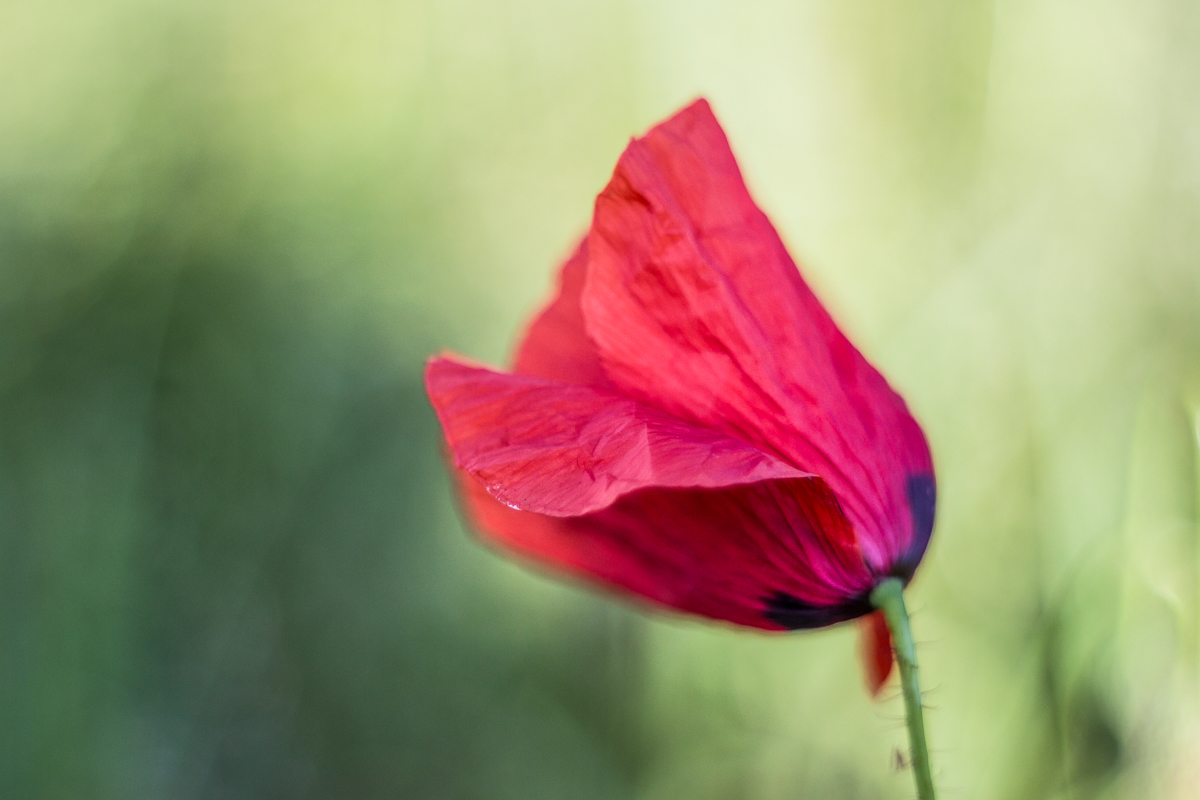 Mohnblüte mit Altglas