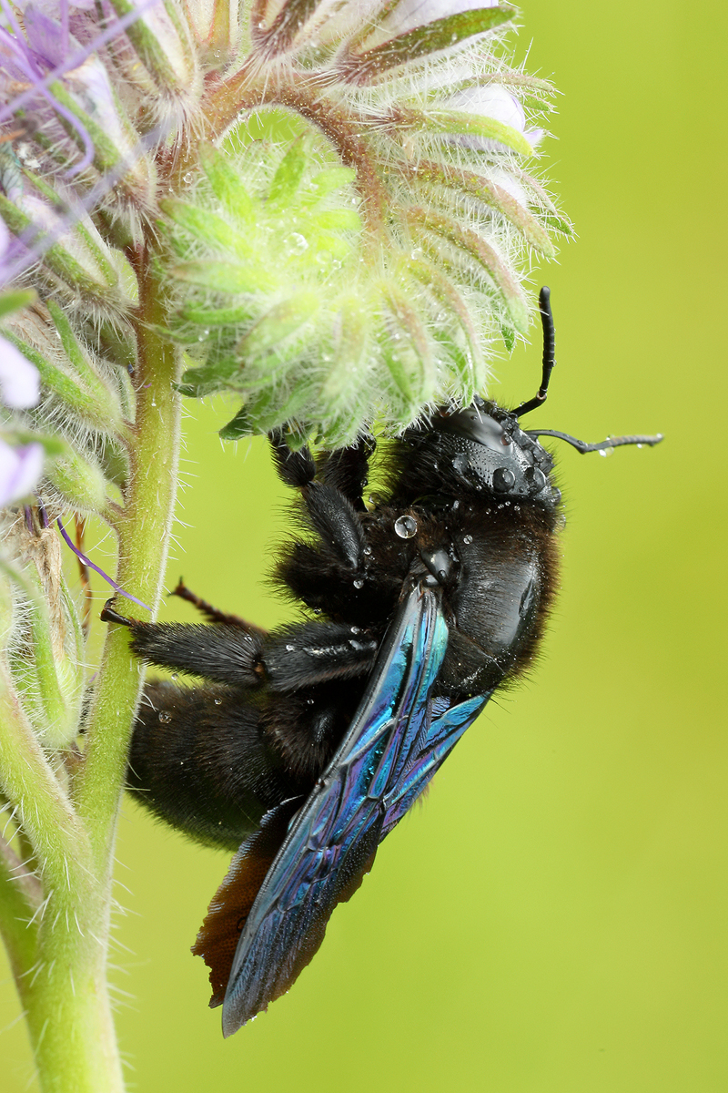 Blaue Holzbiene