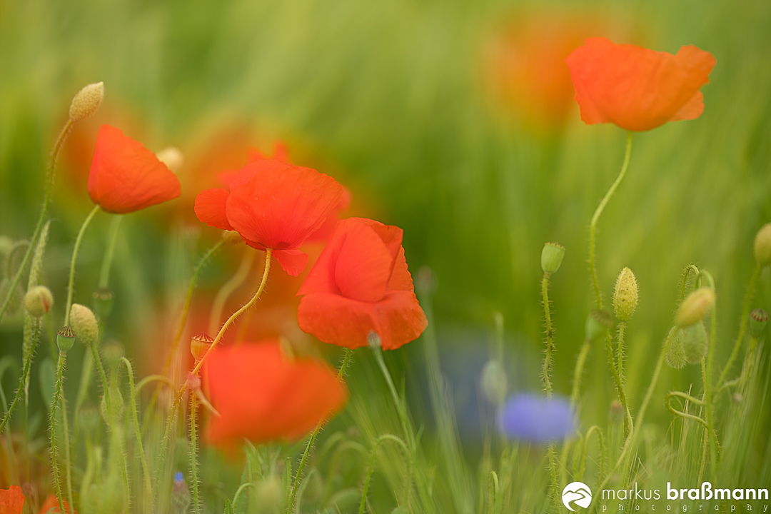 Mohn