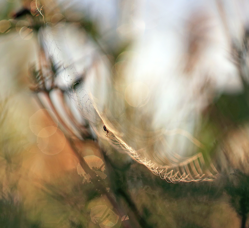 Spinnennetz