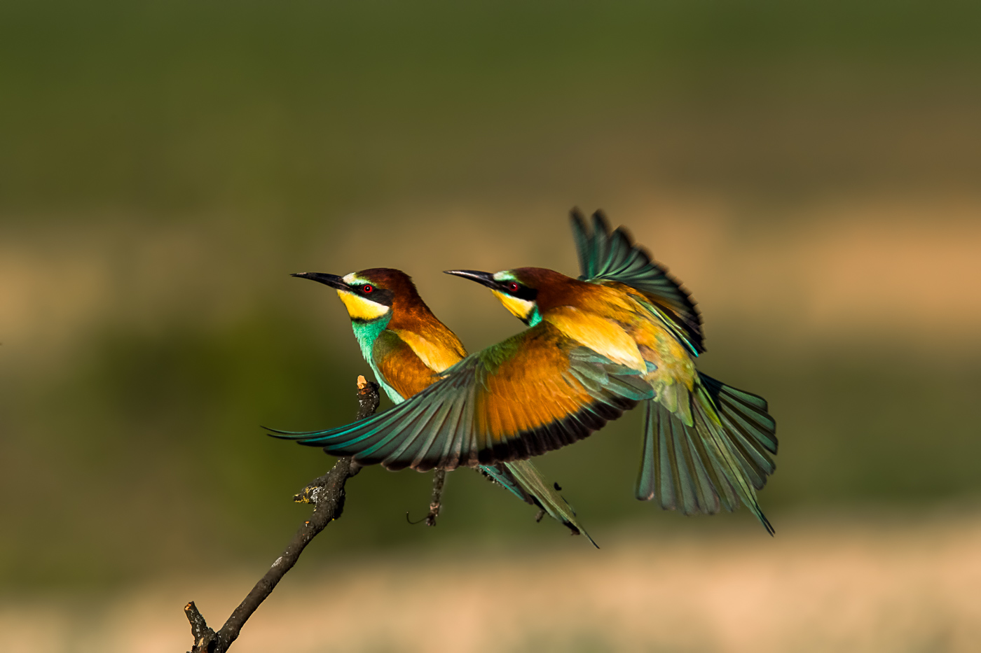 Merops apiaster-Bienenfresser