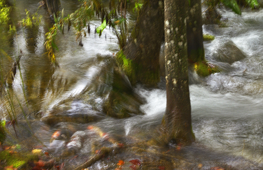 Wildwasserstämme