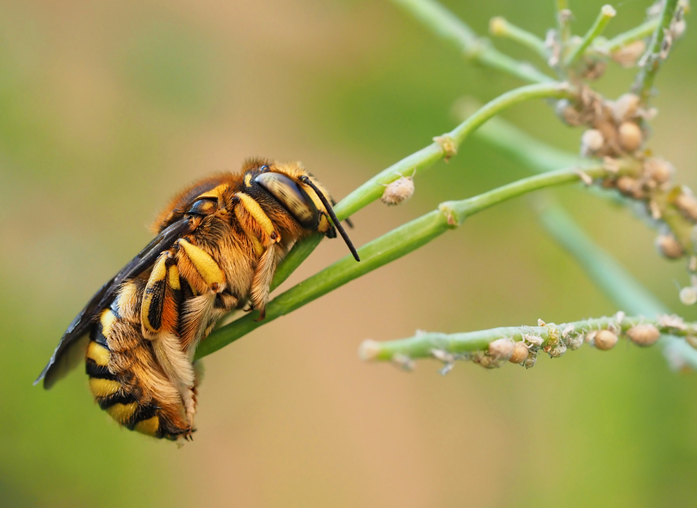 Anthidium florentinum 