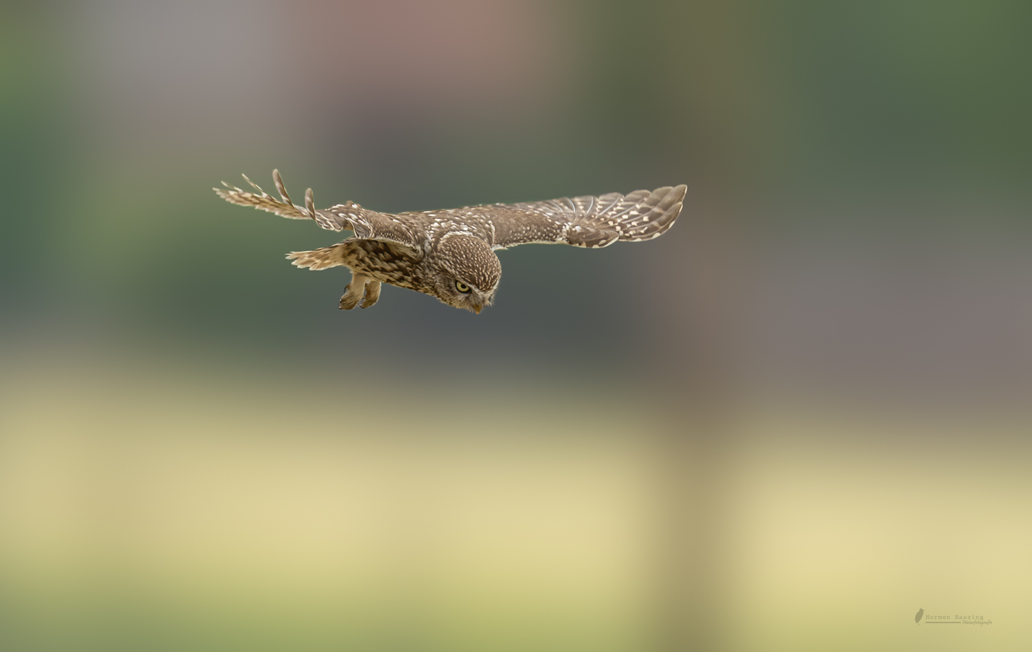 Steinkauz beim Jagdflug