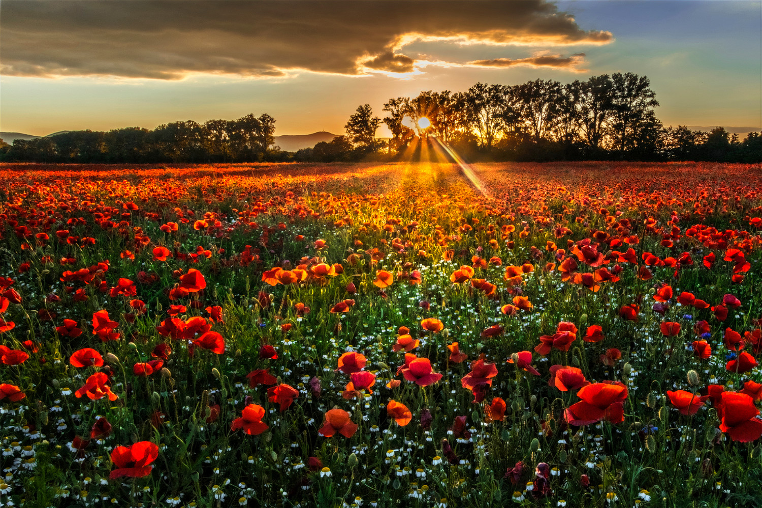 Sonnenmohn