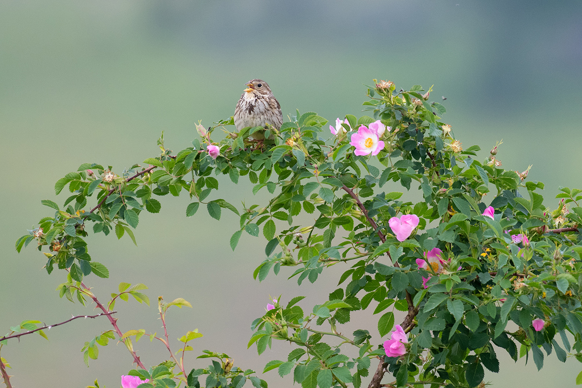 Rose mit Ammer