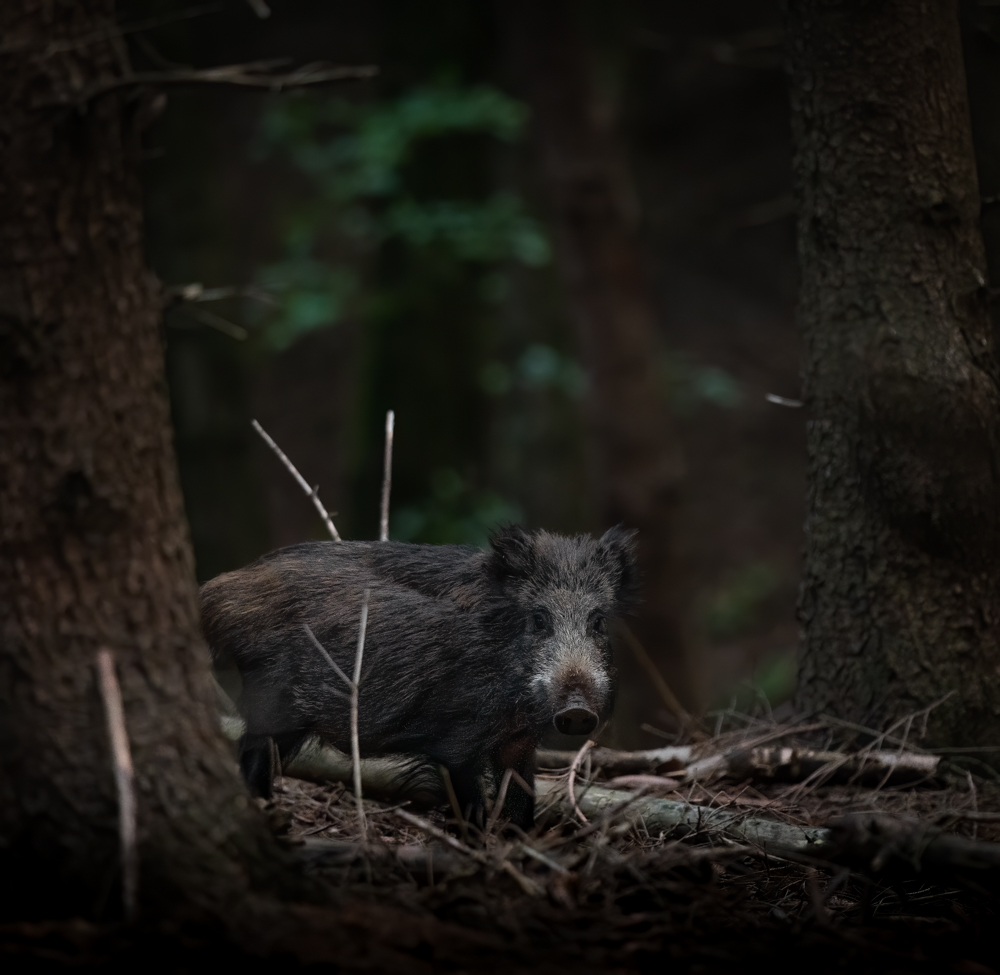 Wildschwein im dunklen Wald
