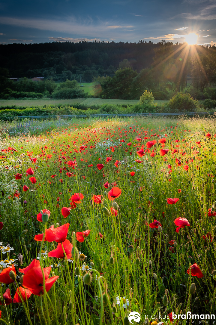 Mohn