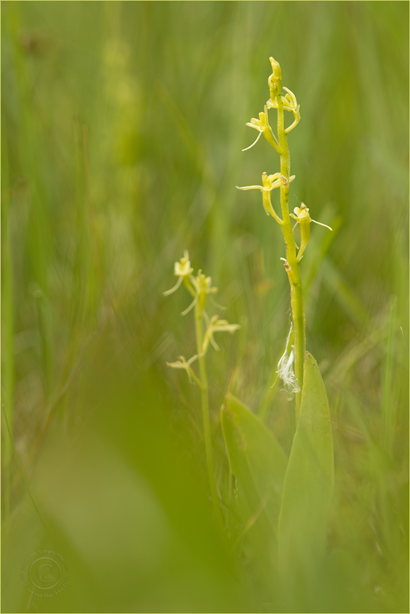 Zwiebelorchis (Liparis loeselii)