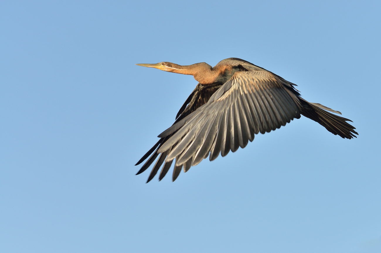 Schlangenhalsvogel