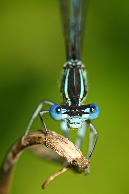 Blauer Alien?