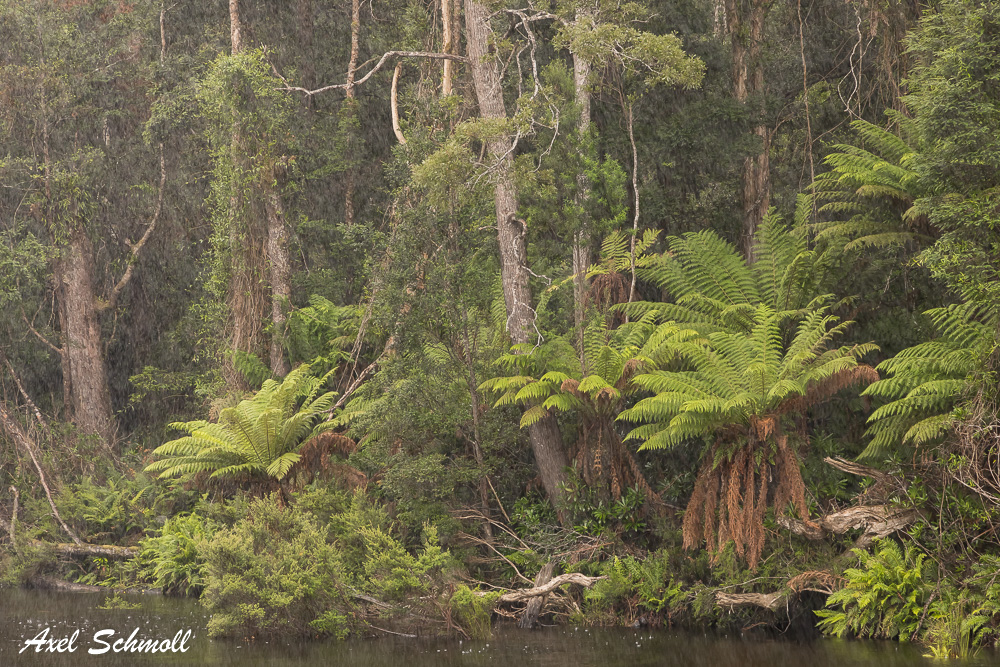 Regenwald in Tasmanien