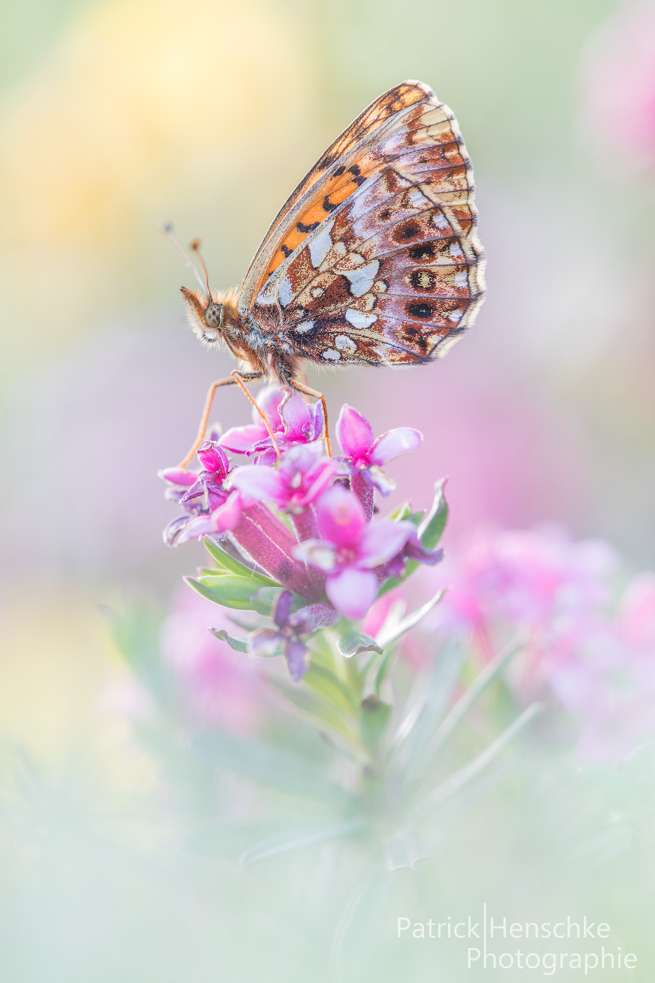 Boloria dia