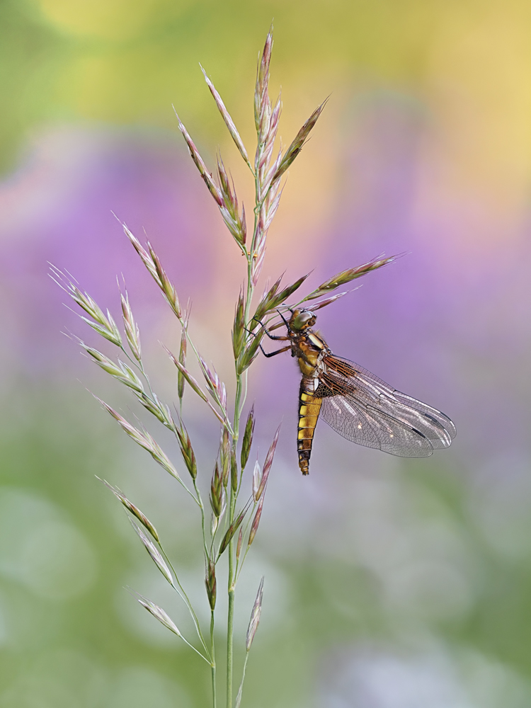 Plattbauch Libelle