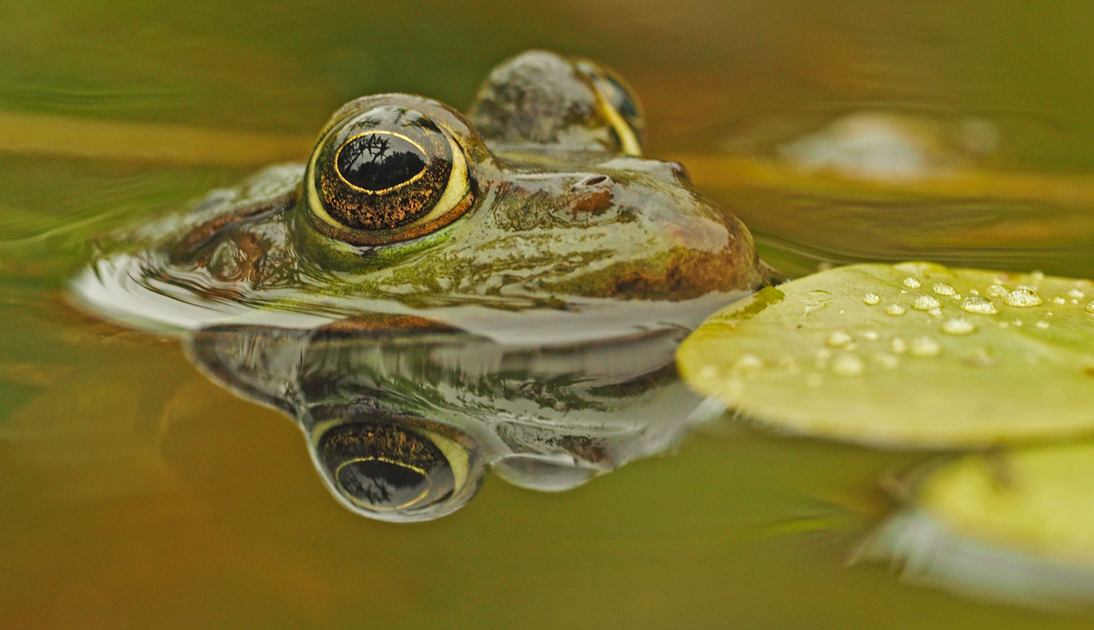 Froschbiss...