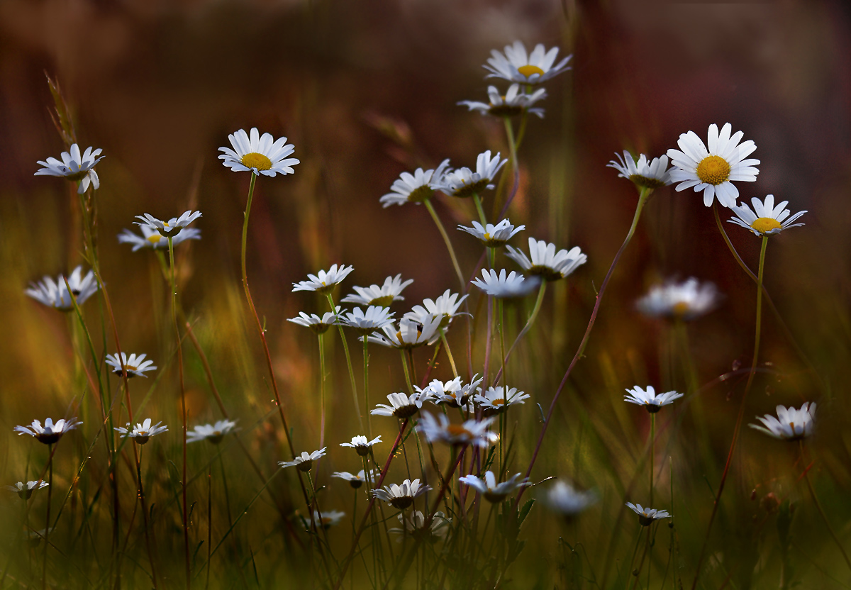 Die letzten Margeriten ...,