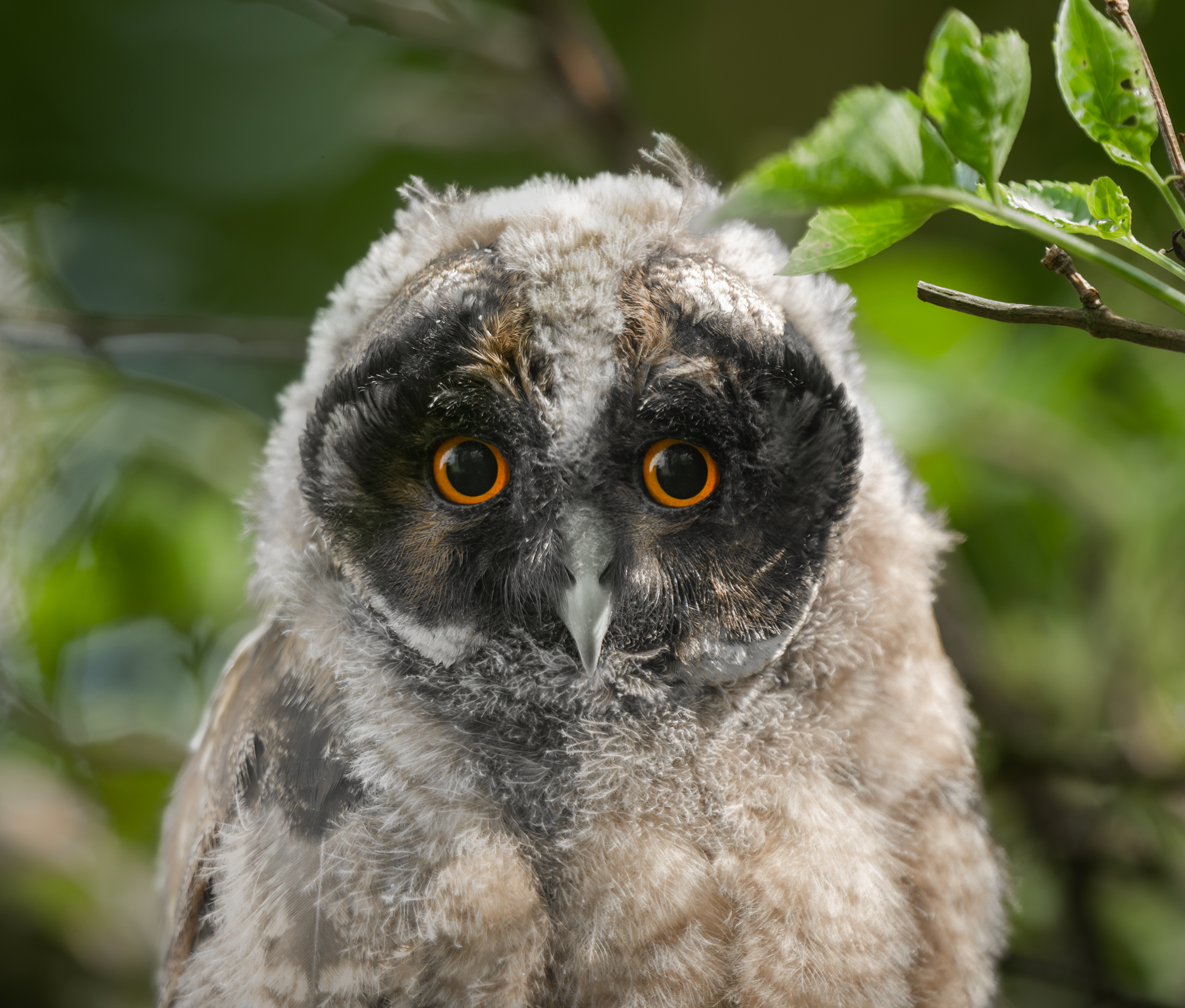 Portrait Waldohreulen Ästling