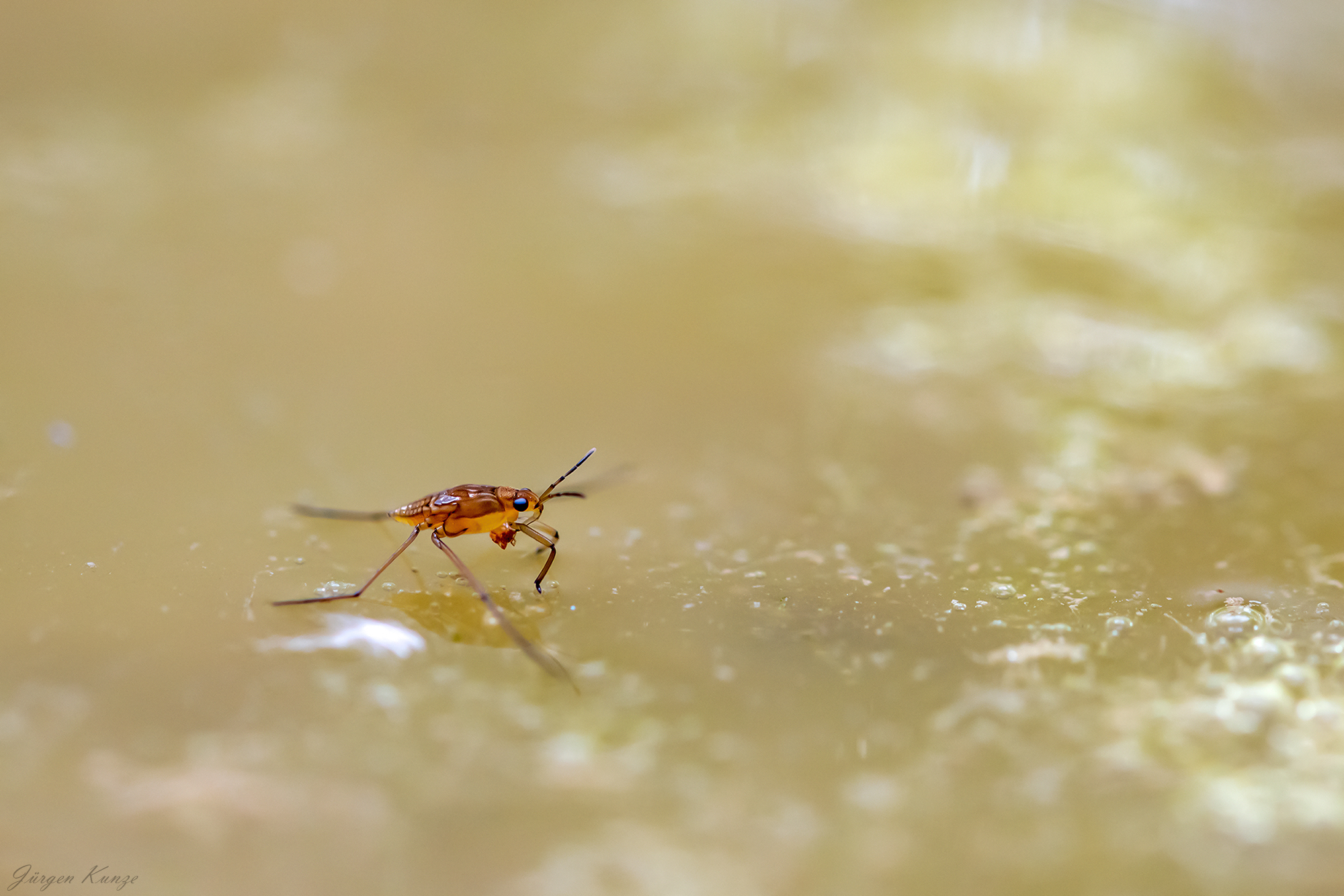 Mesovelia furcata Larve