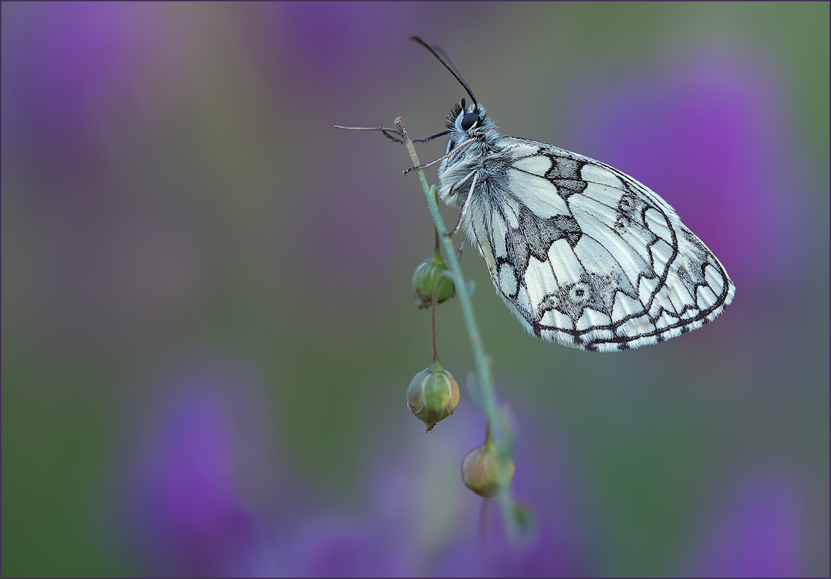 *Melanargia galathea*