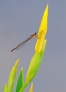 Besuch auf Iris - Blüte