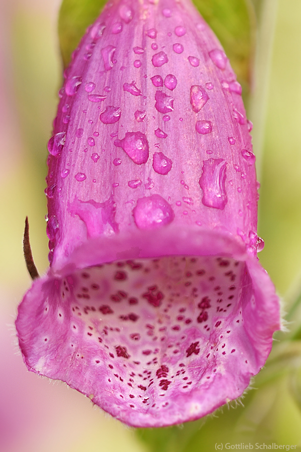 Nach dem Regen