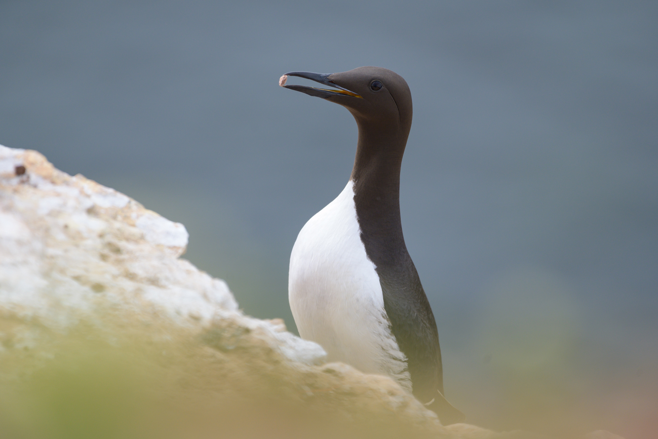 Lumme (Forum für Naturfotografen)