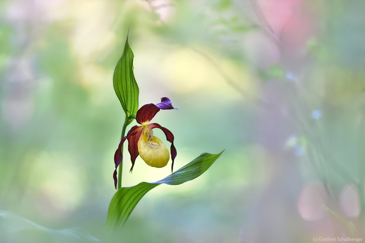 Cypripedium calceolus